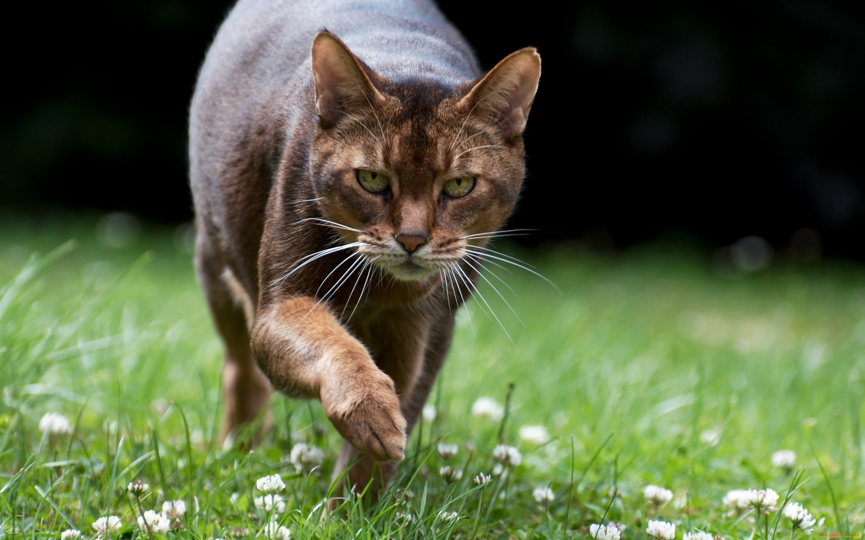 Трава для кошек. Животные котики. Травяная кошка. Европейская Бурма на траве. Кис растение